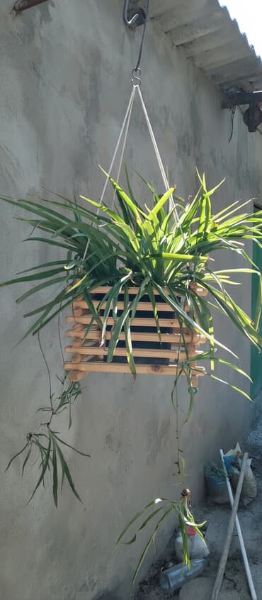 dibcek gulleri satisi: Taxta asma dibçək bitkilərinizi nümayiş etdirmək üçün praktik və — 1