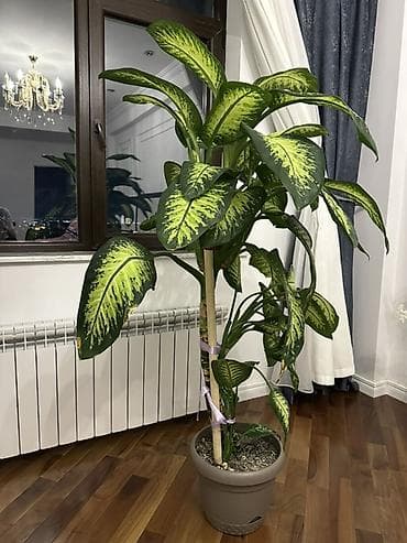 plastik pancara: Dieffenbaxiya (Dieffenbachia) – iri yarpaqlı, dekorativ ev bitkisi — 1