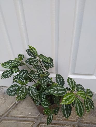 budda: Məhsul: Daxili dekorativ bitkilər (bir neçə növ saksı bitkisi) — 9