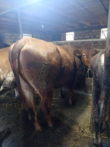 inek satan: Qırmızı rəngli anqus düyə 1yaş 6 aylığ– südlük və ətlik istiqamətli - — 2