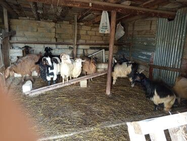 Inəklər, öküzlər: Dişi, il: 1, 40 kq, Damazlıq, Ünvandan götürmə — 1