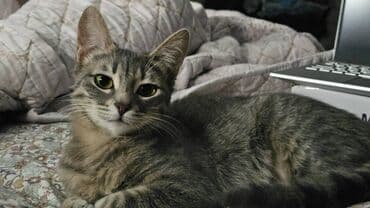 alisanın pişiyinin adı nə idi: Dişi, Yaxşı əllərə — 2