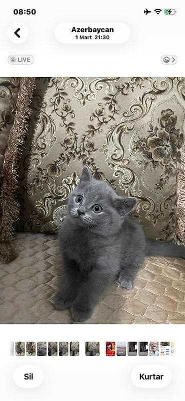 Şotland yastı qulaq lalafo.az -da Şotland yastı qulaq