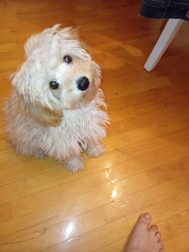 мальтийская болонка цена в баку: Təmiz sort Maltes.Peyvəndləri vurulub,qurd dərmanı,bit dərmanı — 4