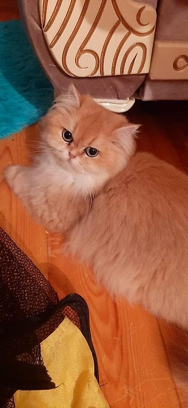 meyn kun pişiyi: Britan — 5