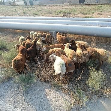 meymun almaq: Salam aleyküm 26 baş quzdu 23 erkey 3 dişi. kom alana endirim olacaq — 2