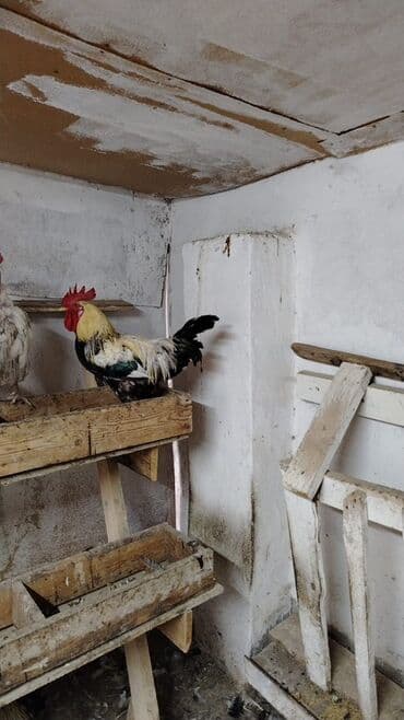 heyvanlara verilen adlar: Məhsul: Yerli ev quşları Təsvir: - Təsvirlərdə müxtəlif cins və — 2