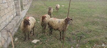 pişiyə verilən adlar: Məhsul: 5 baş Qoyunlar (anaç və gənc başlar) Təsvir: - Şəkillərdə — 5