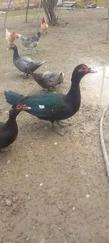 ordək balası və cucə: Erkək, | Lal ördək, Damazlıq, Ödənişli çatdırılma — 3