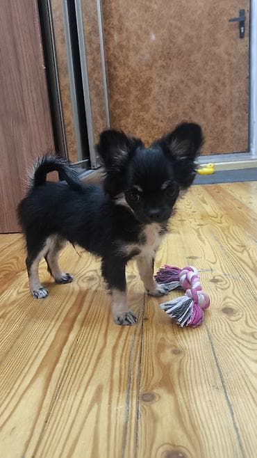 İtlər: Çixuahua, 4 ay, Erkək, Peyvəndli, Ünvandan götürmə — 1