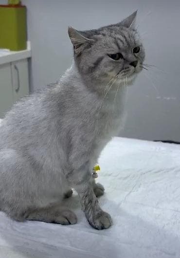 Britan (Scottish tipli) bala pişiklər - Cins: Scottish Fold və — 6