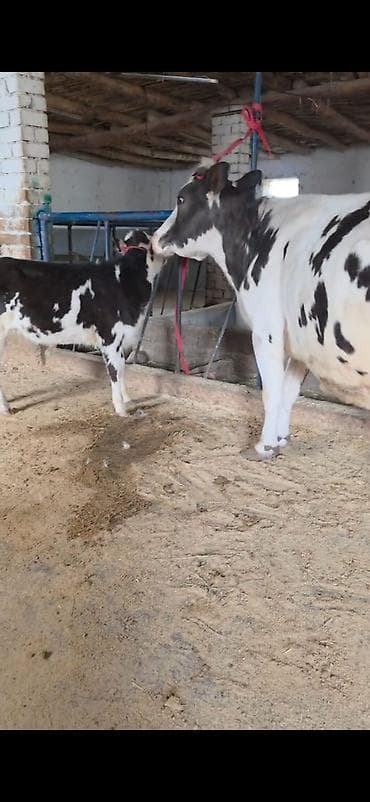 kənd təsərrüfatı heyvanları: Inek südlük sakit inekdi heyvanda heç bir prablemi yoxdu balası 2 — 2
