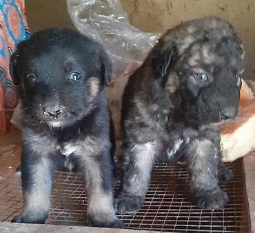 afçarka: Peyvəndli — 2