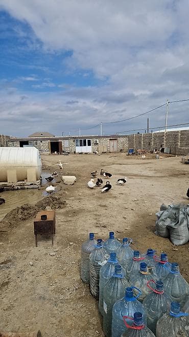 sumqayit daye: Ördək yumurtası inkubasiyası xidməti - Yumurtaların peşəkar — 3