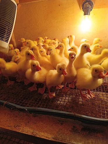 Məhsul: Sarı ördək balaları (cücələr) Təsvir: - Eyni yaş qrupunda