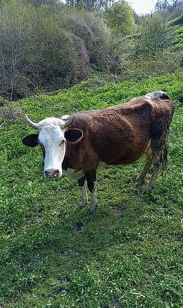 4 cü qarına boğaz inəy. Tam sağlam heyvandı. 1 ay 20 günə doğacaq. 7-8