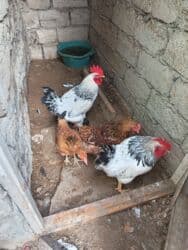 sultan toyuqlar: Saqlam toyuqlardr 1ededi 20m — 2