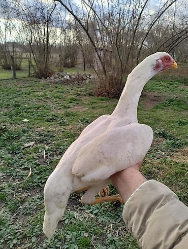 Toyuq cücələri, Damazlıq