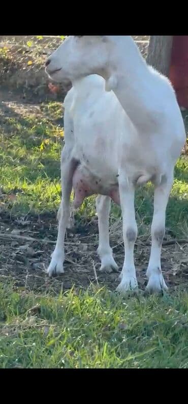 sudluk inekler: Sanen keçileri tam təmiz saf qandı təmizliyinə və sağlamlığına — 2