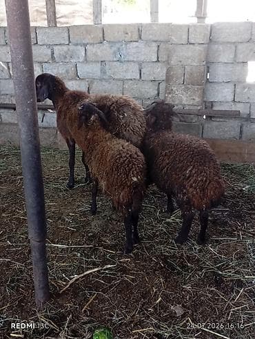 Super morkaraman qoyunu ekiz balayla cavan heyvandi bir erkey bir disi lalafo.az -da Super morkaraman qoyunu ekiz balayla cavan heyvandi bir erkey bir disi