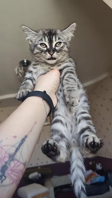 cat tanışlıq: Tabbi, Erkək, Pulsuz çatdırılma — 2