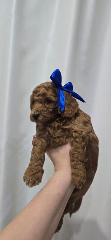 qurd basan: Pudel, 1 ay, Dişi — 7