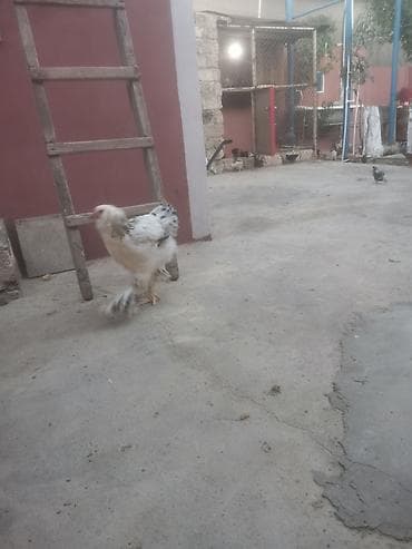 brama cücə: Toyuq, Brama, Damazlıq — 4