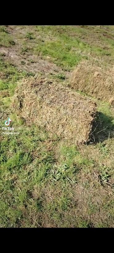 en yaxsi bugda sortu: Sırf yoncadir tər-təmiz istəyən olsa əlaqə yarada billər nömrə qeyd — 4