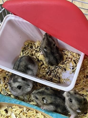 ev iti pudel: Cırtdan hamster balaları - Növ: Cırtdan (Djungarian/Sibirya tipli) — 6