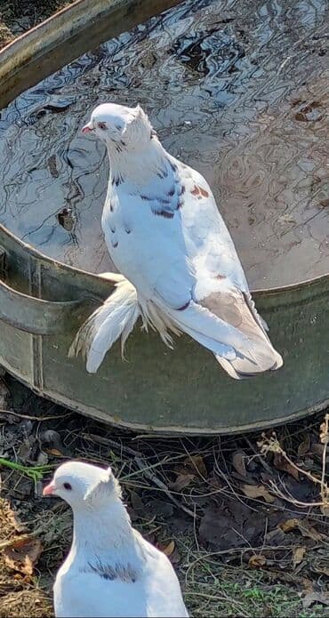 goyerci: Tam sağlam Qızğın Erkəy di — 2