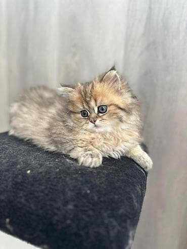 İtlər: Qızıl şinşilla — 1