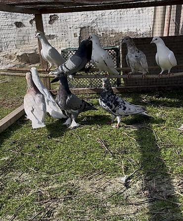 Tek tek de satılır optavoyda