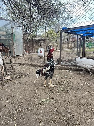 K/t heyvanları və malları: Toyuq, Damazlıq, Ödənişli çatdırılma — 3