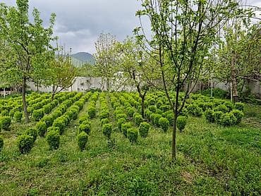 rozmarin bitkisi: Buxus (şimşir) dekorativ kolları – formal heykəllər və canlı hasarlar — 6