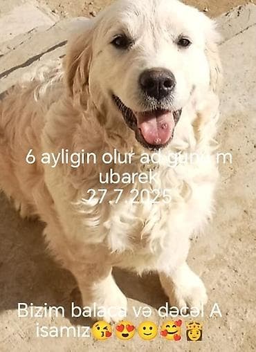 Retriever