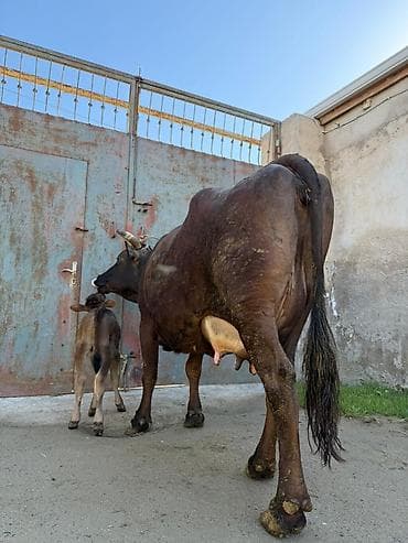 disi at: 16 litir süd verir 10 gündü doğub 4 qarına doğub balası dişdi — 2