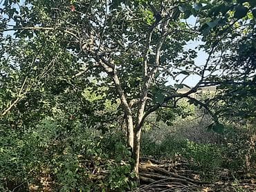 ev satisi: 6 otaqlı, 200 kv. m, Orta təmir — 8