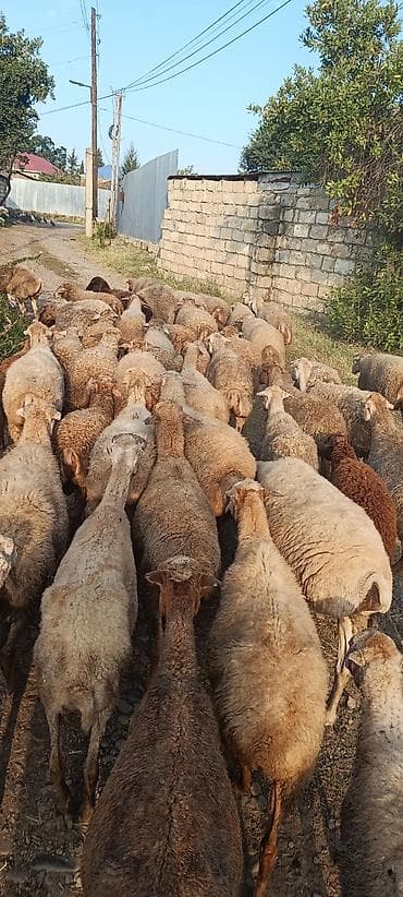 disi it adlari: Salam 50baw boyuk 3dene bala. cemi 53eded tecili satilir — 2