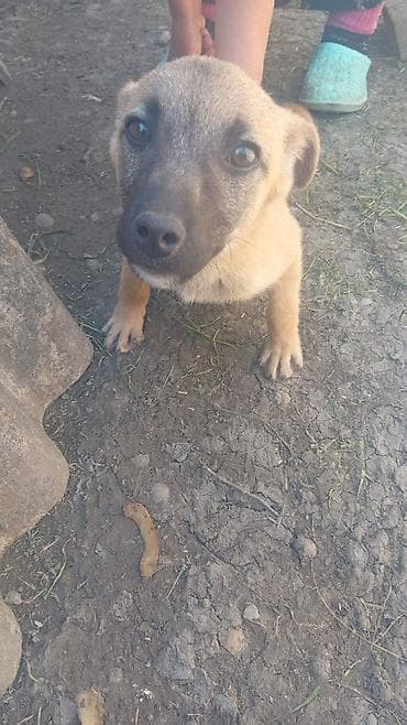 sirin it sekilleri: It balası – qarışıq cins tipli, orta ölçüyə doğru böyüyən. - Rəng — 5