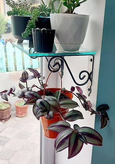 Buket güllər: Qırmızı rəngli plastik qabda olan dekorativ Begoniya bitkisi. Bu bitki — 9