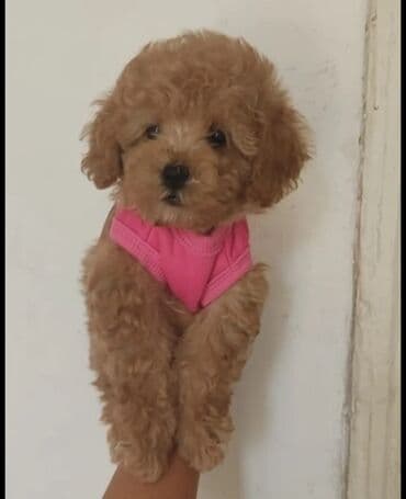 it qovan cihaz: Pudel, 2 ay, Erkek, Peyvəndli, Pulsuz çatdırılma, Ödənişli çatdırılma, Rayonlara çatdırılma — 2