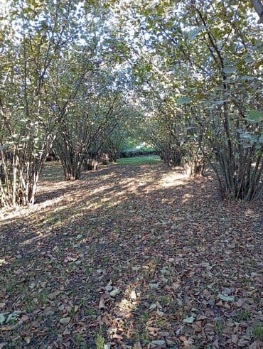 fatmayı torpaq: Kənd təsərrüfatı — 13