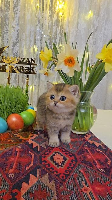 Quşlar: Qızıl şinşilla — 5