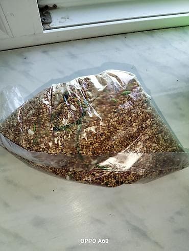 Akvariumlar: Baza ilə birgə dalğalı tutuquşu dəsti - 2 ədəd dalğalı tutuquşu (bir — 9