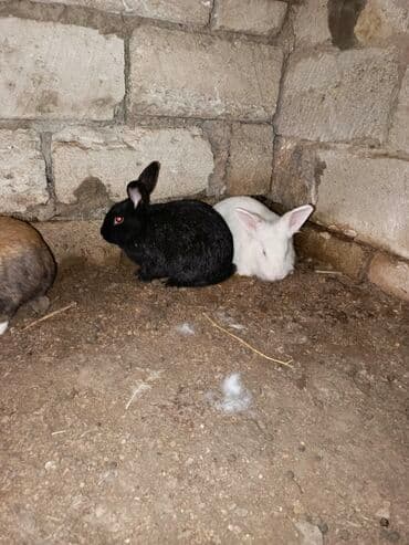 dovşan qefesi: Yalnız erkəklər satılır. istəyənə kəsib təmiz ətində verə bilərəm — 3