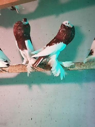 ramanov qoyun satisi: Pişiklər — 6