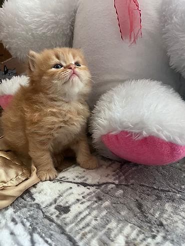 Zəncir kimi tüklü, balaca zəncəfil rəngli pişik balası. - Rəng: açıq lalafo.az -da Zəncir kimi tüklü, balaca zəncəfil rəngli pişik balası. - Rəng: açıq