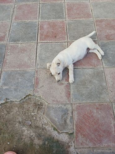 Heyvanlar üçün mallar: Balaca, krem rəngli it balası Xüsusiyyətlər: - Ağımtıl/krem rəngli — 6