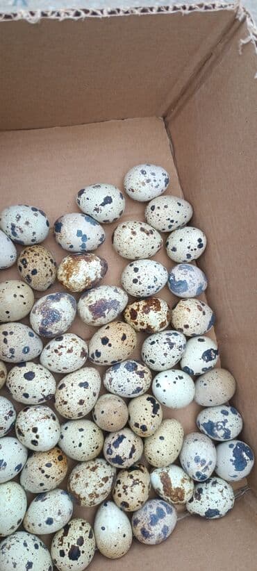 çoban iti adlari: Ağ rəngli bildirçin . Bu quşlar ev heyvanı kimi və ya yumurta və ətlik — 3