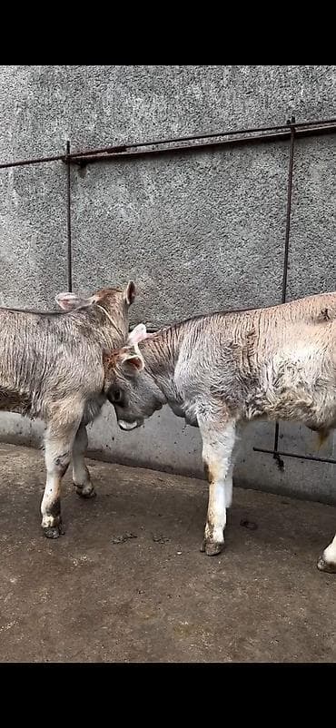 heyvan bazari inekler: Məhsul: Dana balaları (2 baş) Xüsusiyyətlər: - Cins tipi: yerli — 7